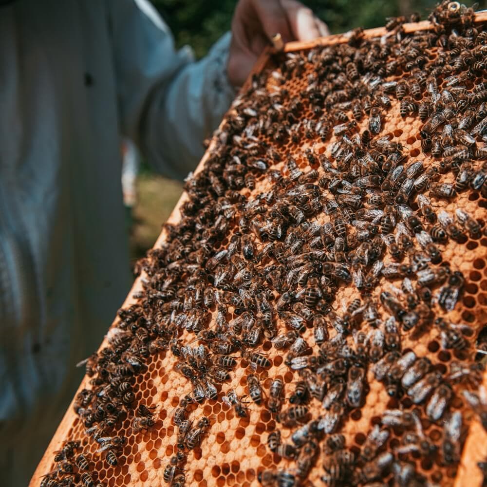 Kubešův med květový pastovaný 480g - náhled 2