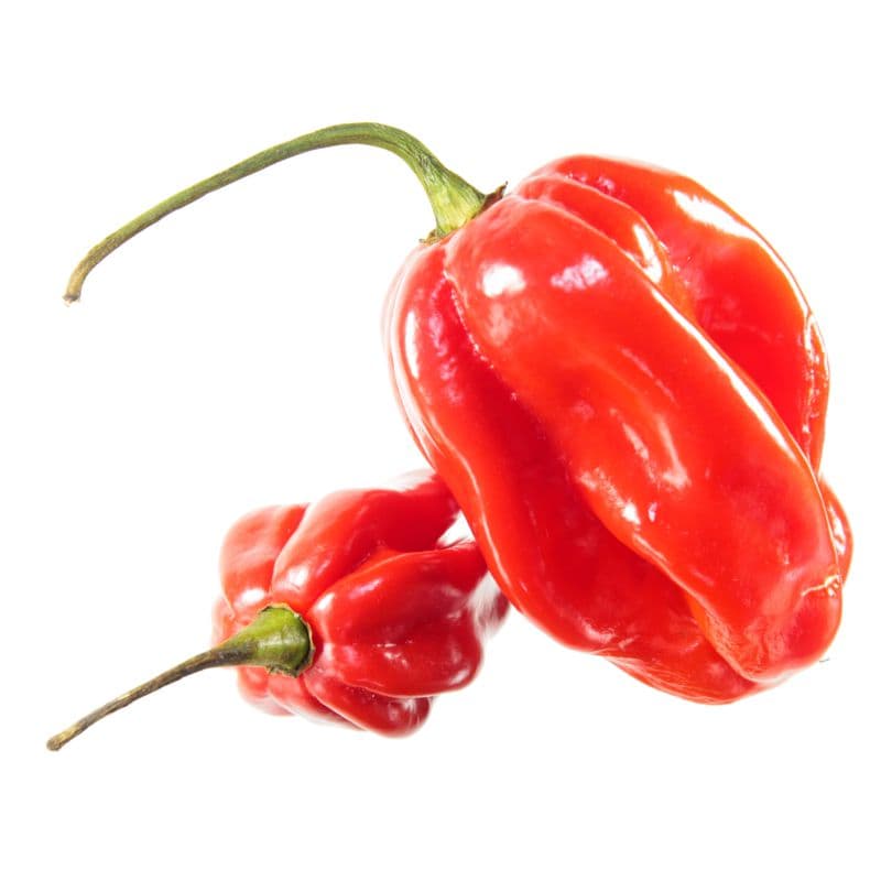 Chilli Habanero 10 g - náhled 3