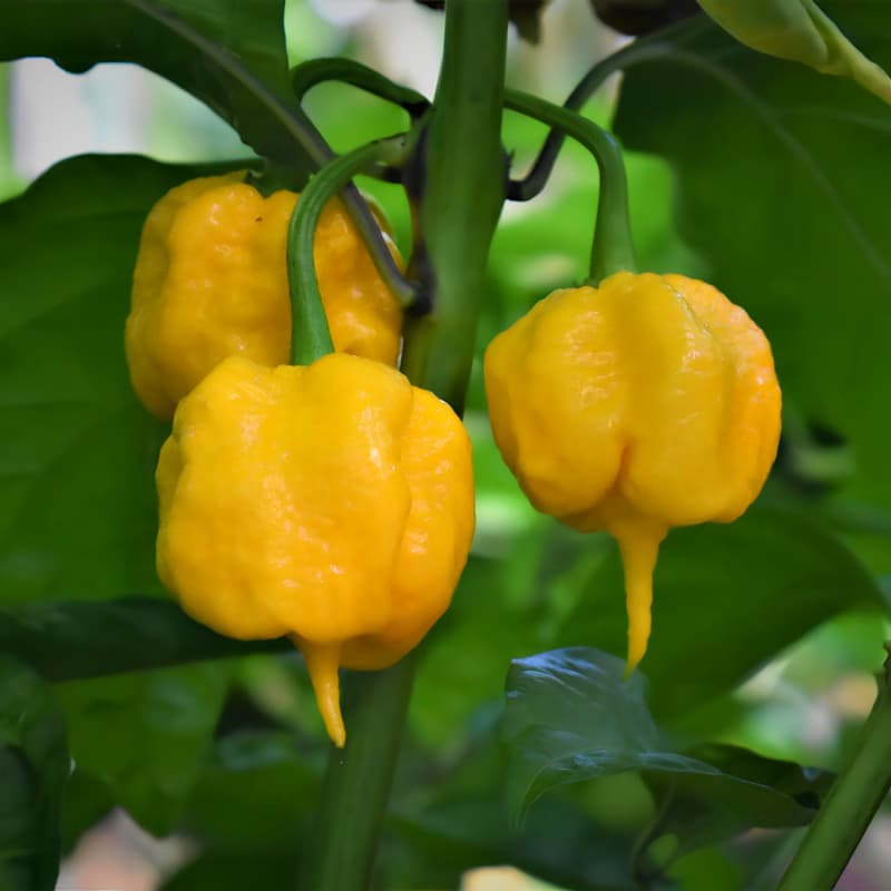 Carolina Reaper Yellow F1 - semínka chilli - náhled 3