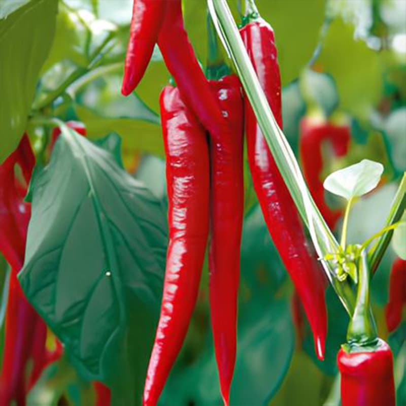 Cayenne Long Slim - semínka chilli - náhled 3