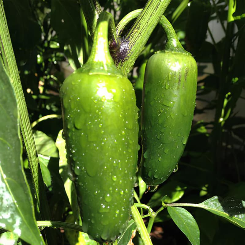 Green Jalapeno - semínka chilli - náhled 3