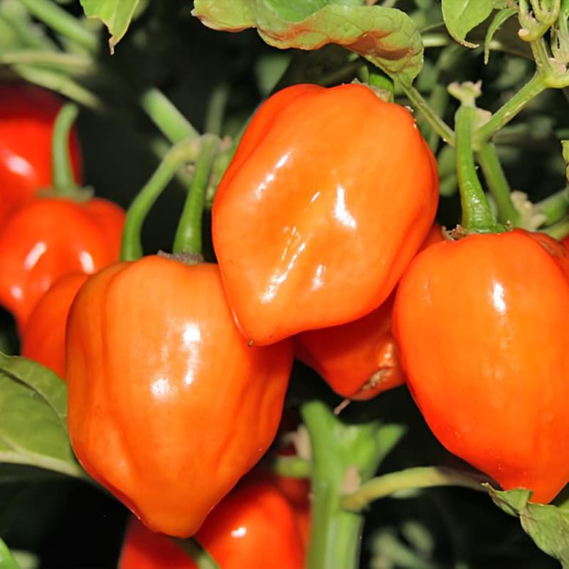 Habanero Orange - semínka chilli - náhled 3