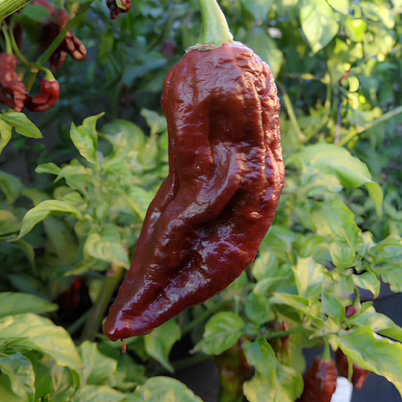 Naga Black - semínka chilli - náhled 3