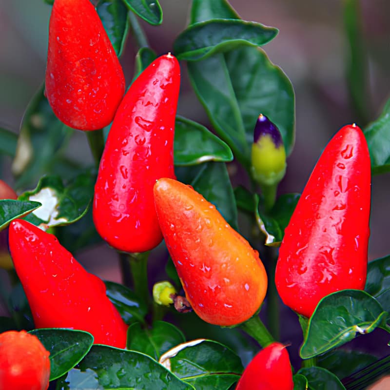 Tabasco - semínka chilli - náhled 3
