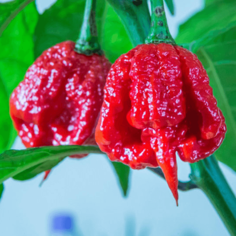 Trinidad Moruga Scorpion Red - semínka chilli - náhled 3