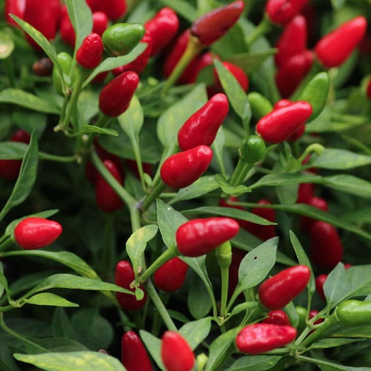 African Bird's Eye - semínka chilli - náhled 3