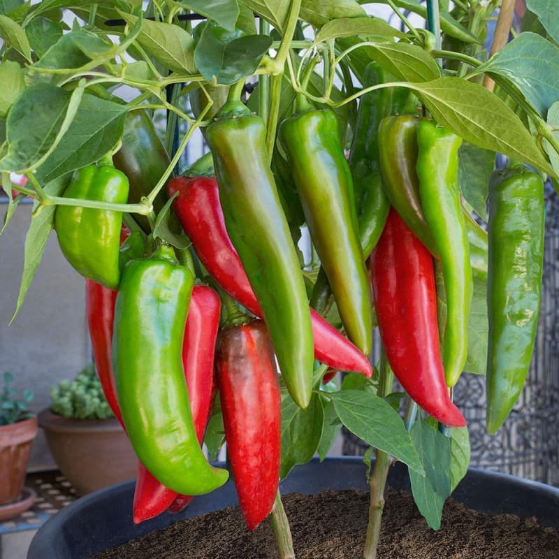 Anaheim - semínka chilli - náhled 3