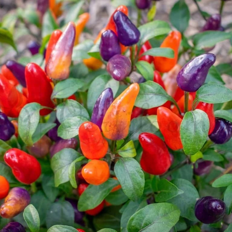 Aurora - chilli semínka - náhled 3