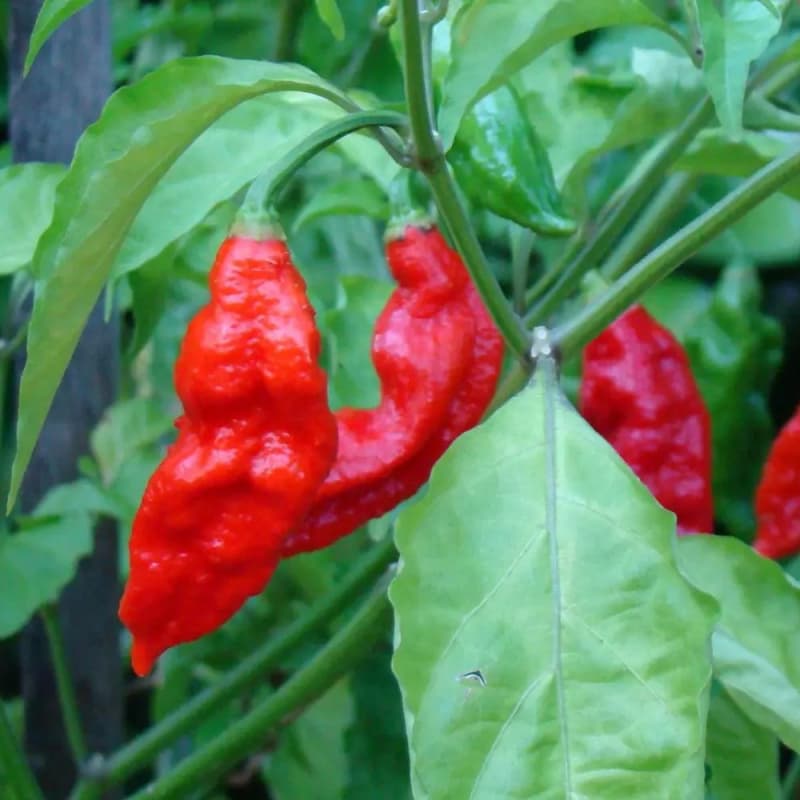 Bhut Jolokia Red - chilli semínka - náhled 3