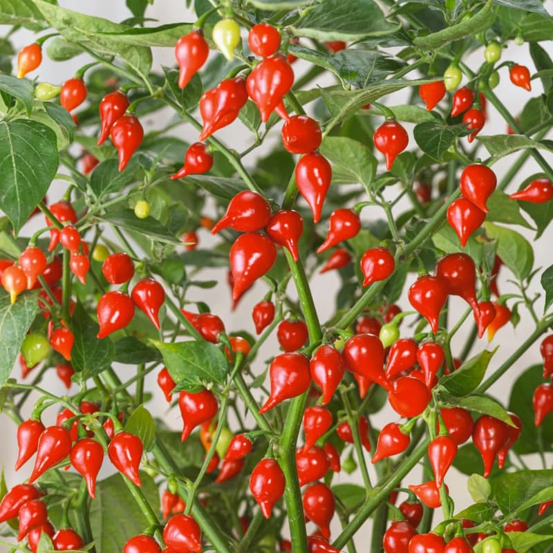 Biquinho Red - semínka chilli - náhled 3