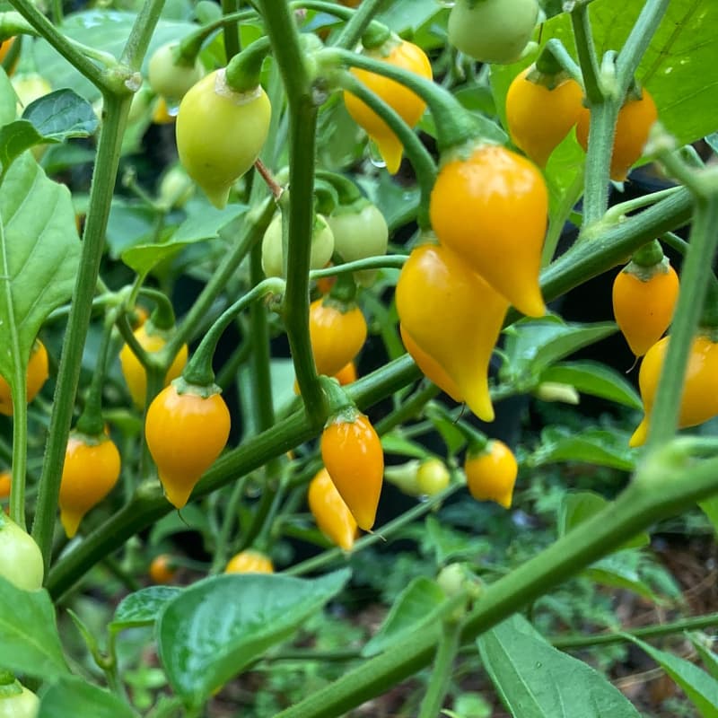 Biquinho Yellow - semínka chilli - náhled 3