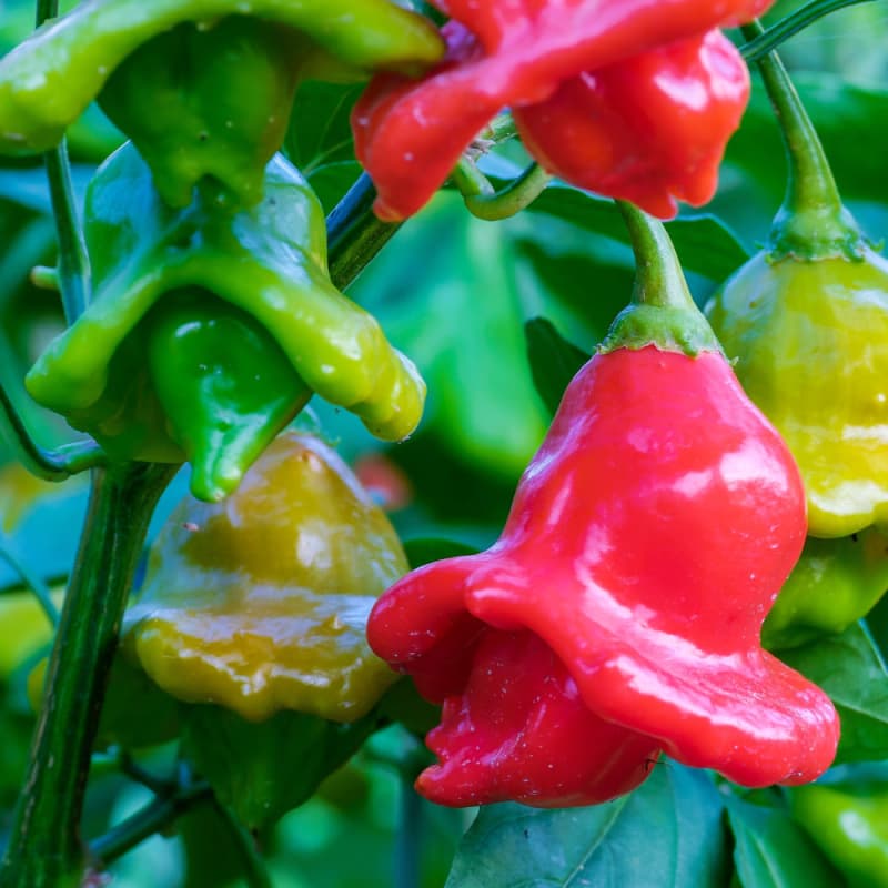 Bishop's Crown - semínka chilli - náhled 3