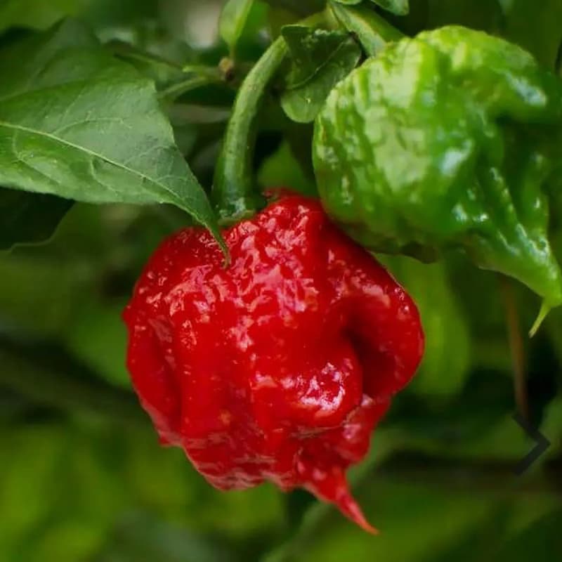 Carolina Reaper Red F1 - semínka chilli - náhled 3
