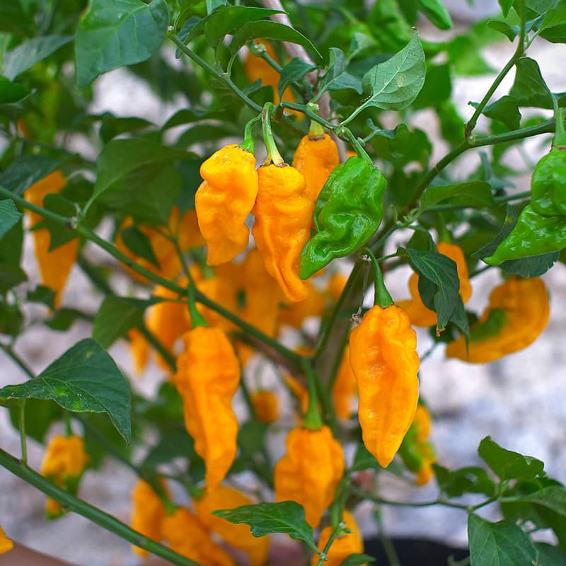 Fatallii Yellow - semínka chilli - náhled 3