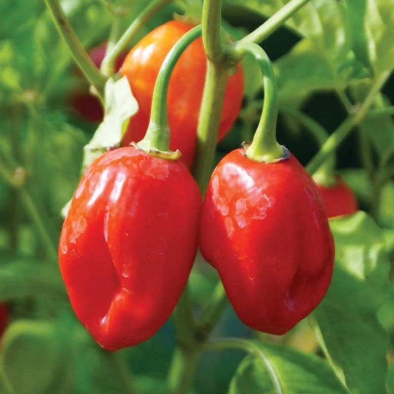 Habanero Caribbean Red - semínka chilli - náhled 3