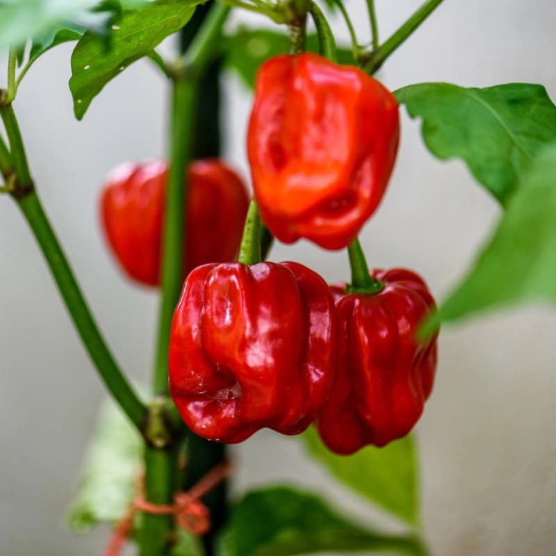 Habanero Red - chilli semínka - náhled 3