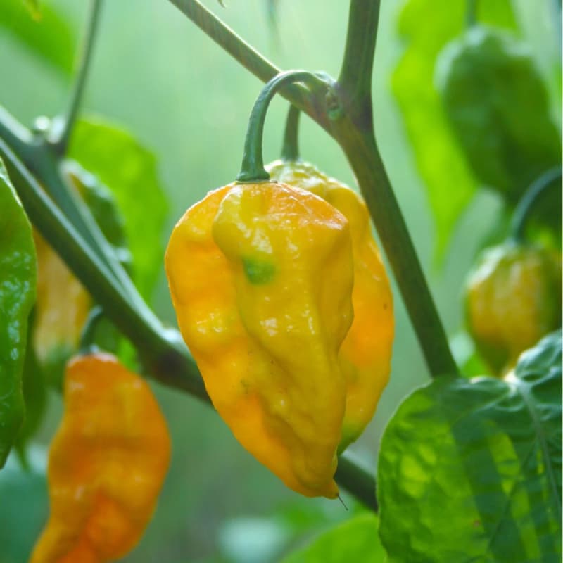 Habanero Yellow - semínka chilli - náhled 3