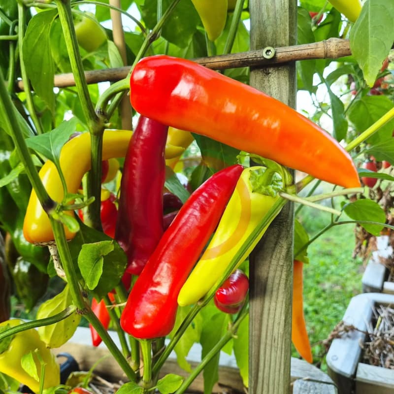 Hungarian Hot Wax - semínka chilli - náhled 3