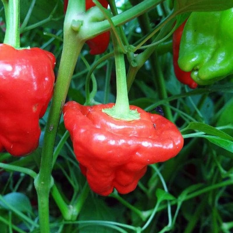 Jamaican Hot Red - semínka chilli - náhled 3