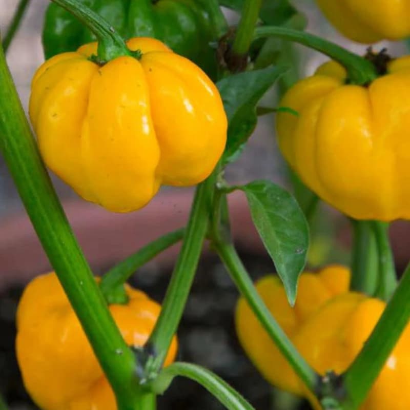 Jamaican Hot Yellow - semínka chilli - náhled 3