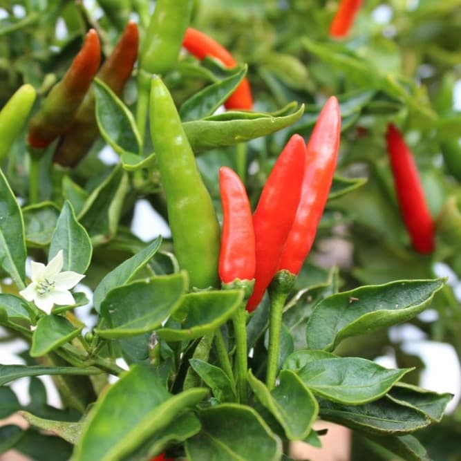 Malagueta - semínka chilli - náhled 3