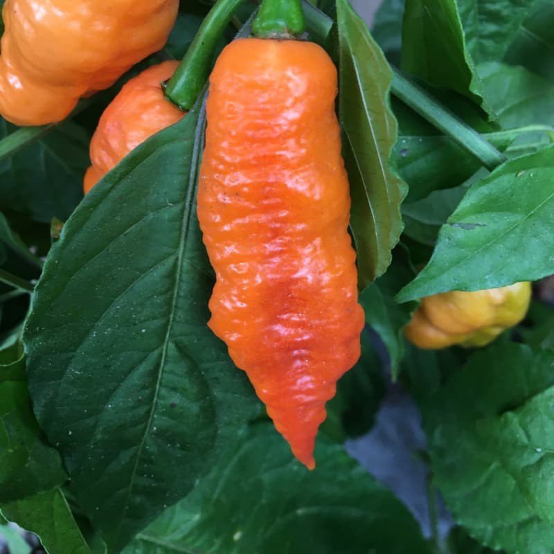 Bhut Jolokia Orange - semínka chilli - náhled 3