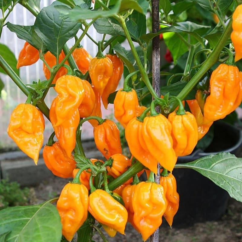 Bhut Jolokia Yellow - semínka chilli - náhled 3