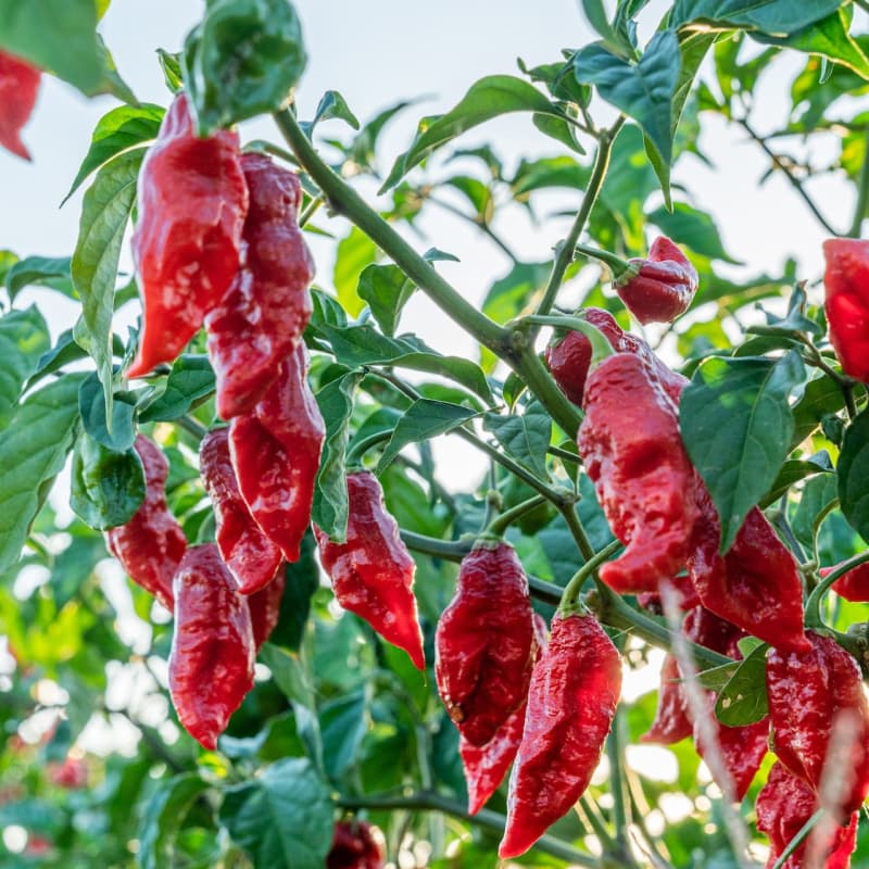 Naga Morich - semínka chilli - náhled 3