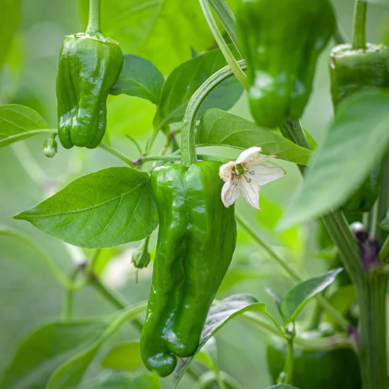 Padron - semínka chilli - náhled 3