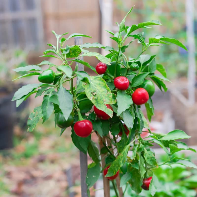 Satan's Kiss - semínka chilli - náhled 3