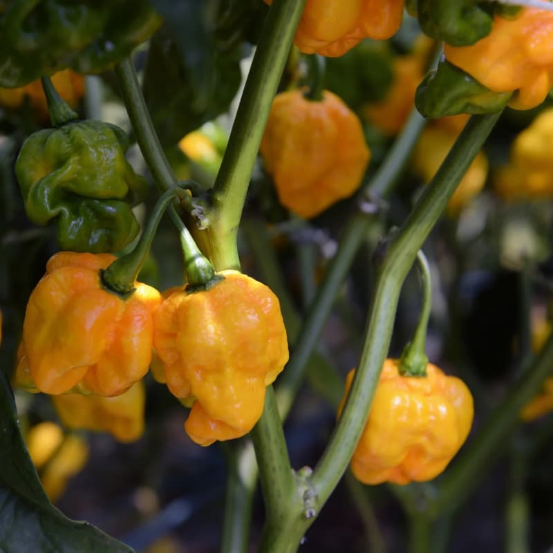 Scotch Bonnet Yellow - semínka chilli - náhled 3