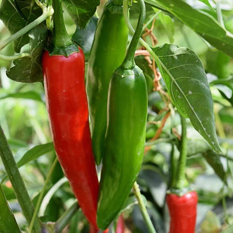 Serrano - semínka chilli - náhled 3