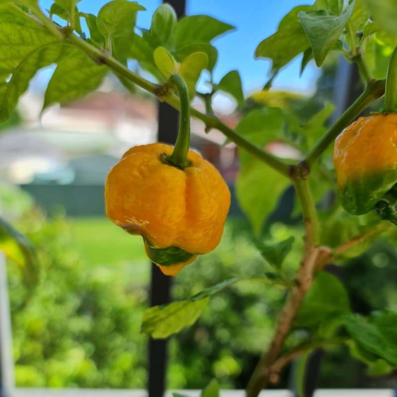 Trinidad Moruga Scorpion Yellow - semínka chilli - náhled 3